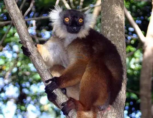 Picture of a black lemur (Eulemur macaco)