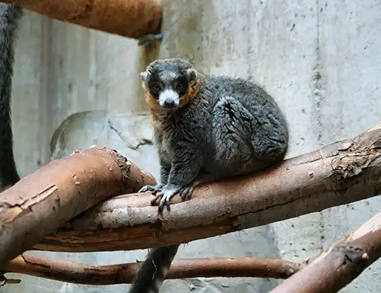 Picture of a mongoose lemur (Eulemur mongoz)