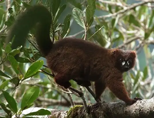 Picture of a red-bellied lemur (Eulemur rubriventer)