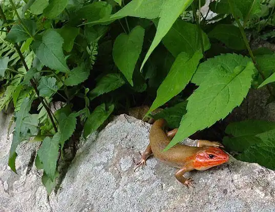 Picture of a broadhead skink (Eumeces laticeps)
