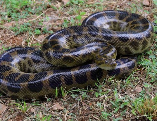 Picture of a dark-spotted anaconda (Eunectes deschauenseei)