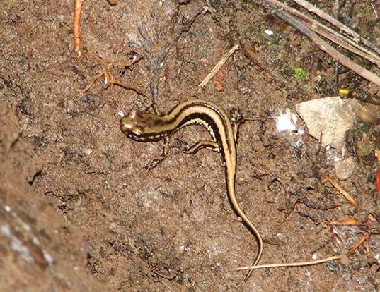 Picture of a three-lined salamander (Eurycea longicauda guttolineata)