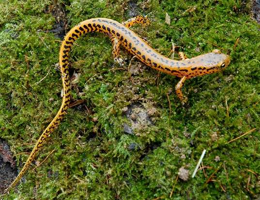 Picture of a long-tailed salamander (Eurycea longicauda longicauda)