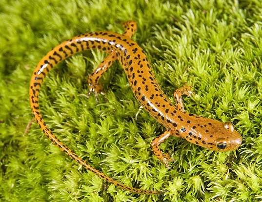 Picture of a longtail salamander (Eurycea longicauda)