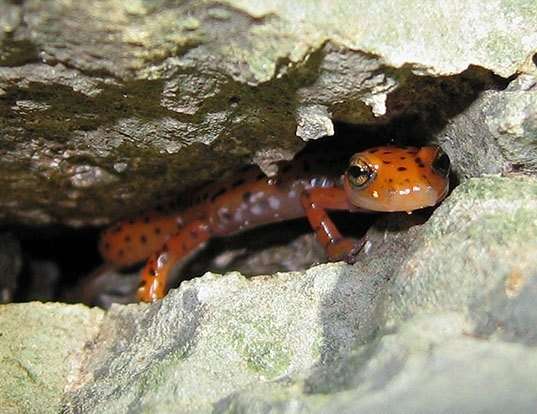 Picture of a cave salamander (Eurycea lucifuga)