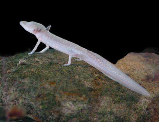 Picture of a texas blind salamander (Eurycea rathbuni)