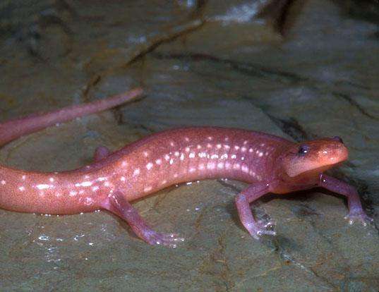 Picture of a grotto salamander (Eurycea spelaea)