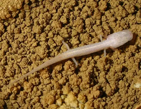 Picture of a georgia blind salamander (Eurycea wallacei)