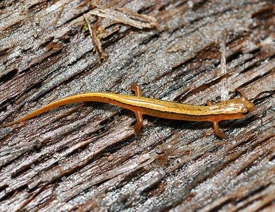 Picture of a blue ridge two-lined salamander (Eurycea wilderae)