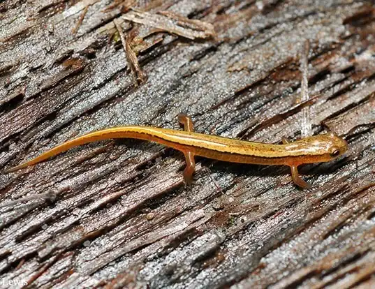 Picture of a blue ridge two-lined salamander (Eurycea wilderae)