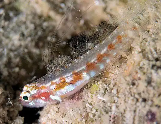 Picture of a adorned dwarfgoby (Eviota sigillata)