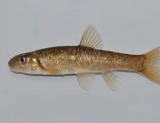 Picture of a tonguetied minnow (Exoglossum laurae)