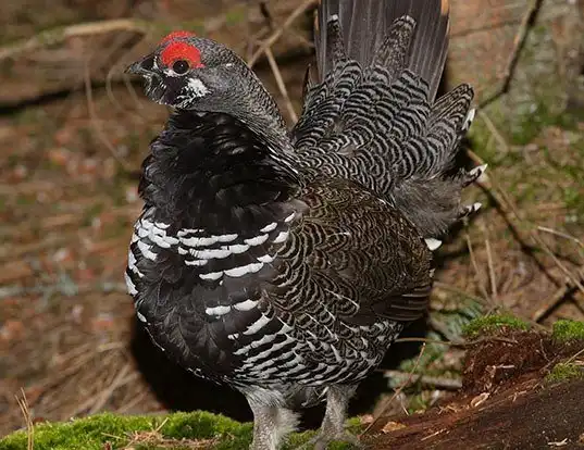 Picture of a spruce grouse (Falcipennis canadensis)