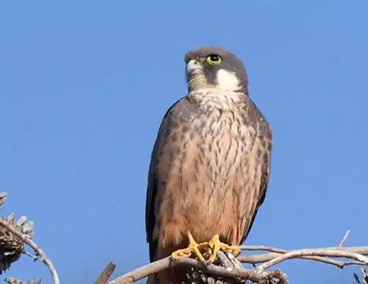 Picture of a eleonora's falcon (Falco eleonorae)