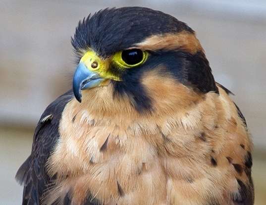 Picture of a aplomado falcon (Falco femoralis)