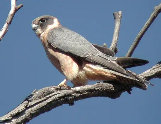 Picture of a australian hobby (Falco longipennis)