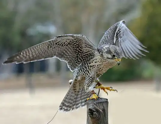 Picture of a prairie falcon (Falco mexicanus)