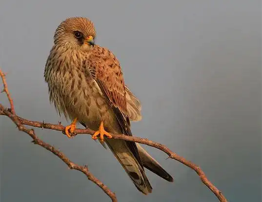 Picture of a lesser kestrel (Falco naumanni)