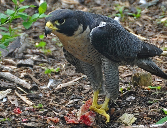 Picture of a peregrine falcon (Falco peregrinus)