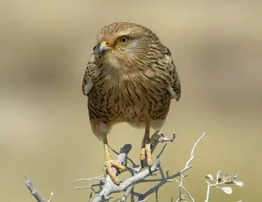Picture of a greater kestrel (Falco rupicoloides)