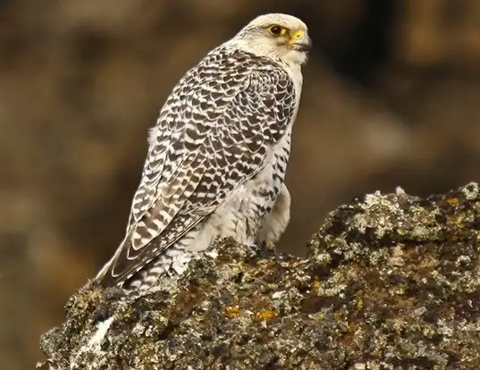 Picture of a gyrfalcon (Falco rusticolus)