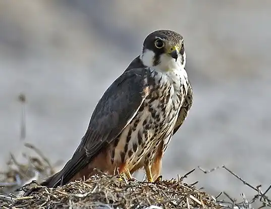 Picture of a eurasian hobby (Falco subbuteo)