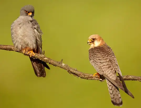 Picture of a red-footed falcon (Falco vespertinus)