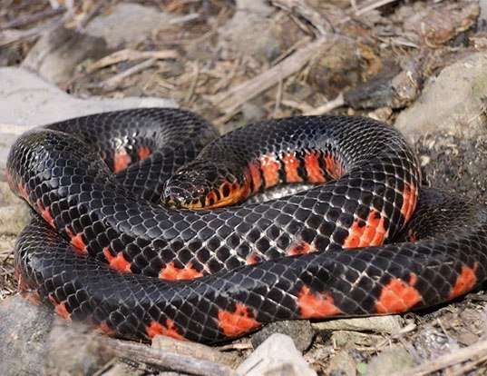 Picture of a western mud snake (Farancia abacura)