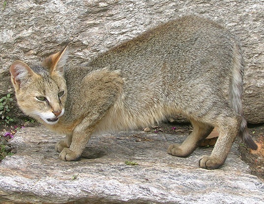JUNGLE CAT LIFE EXPECTANCY JUNGLE CAT LIFE EXPECTANCY