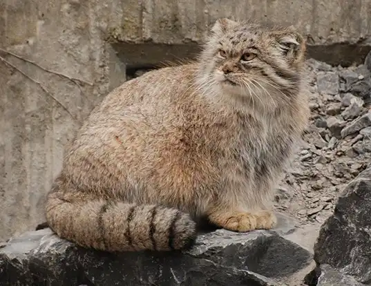 Picture of a pallas' cat (Felis manul)
