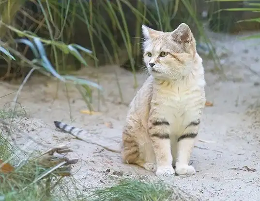 Picture of a sand cat (Felis margarita)