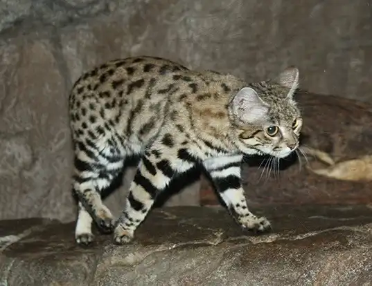 Picture of a black-footed cat (Felis nigripes)