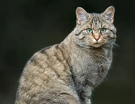 Picture of a wild cat (Felis silvestris)
