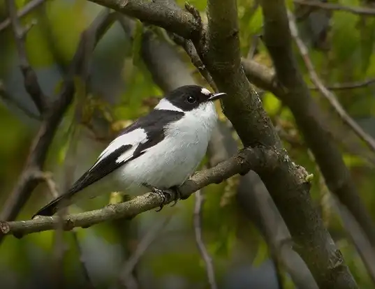 Picture of a collared flycatcher (Ficedula albicollis)