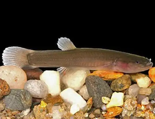 Picture of a spring cavefish (Forbesichthys agassizii)
