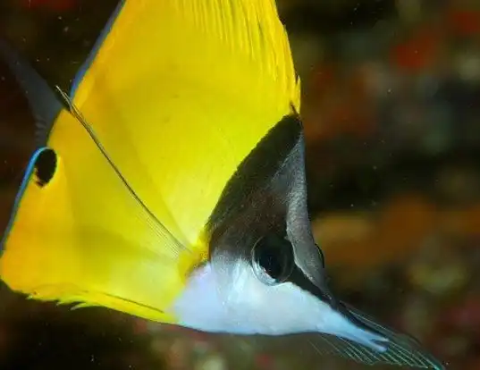 Picture of a big long-nosed butterflyfish (Forcipiger flavissimus)