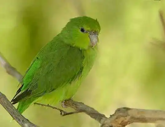Picture of a mexican parrotlet (Forpus cyanopygius)