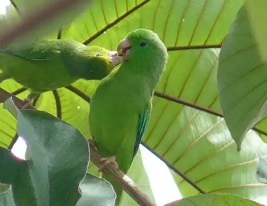Picture of a green-rumped parrotlet (Forpus passerinus)