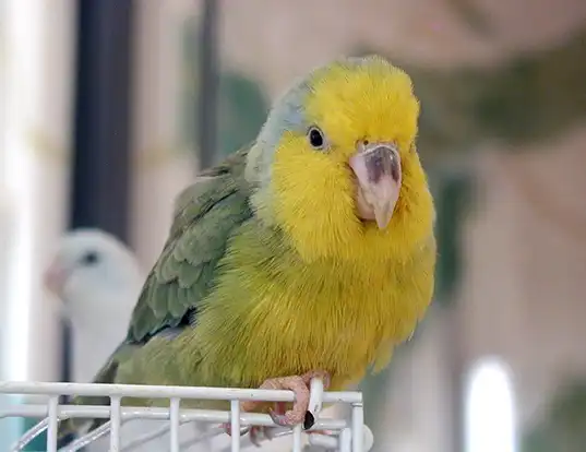 Picture of a yellow-faced parrotlet (Forpus xanthops)