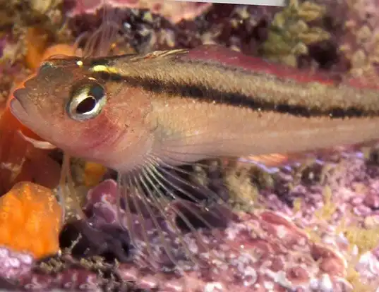 Picture of a triplefin (Forsterygion lapillum)