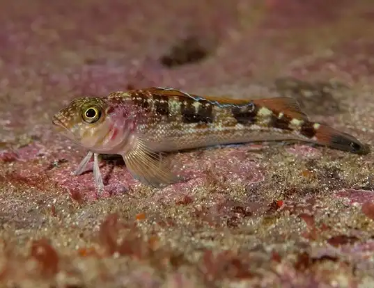 Picture of a striped triplefin (Forsterygion varium)