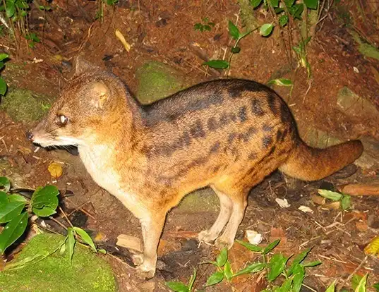 Picture of a malagasy civet (Fossa fossana)
