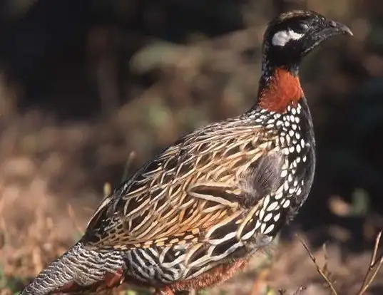 Picture of a black francolin (Francolinus francolinus)