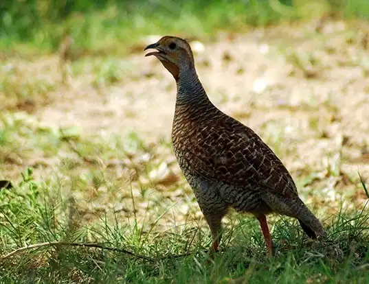 Picture of a gray francolin (Francolinus pondicerianus)