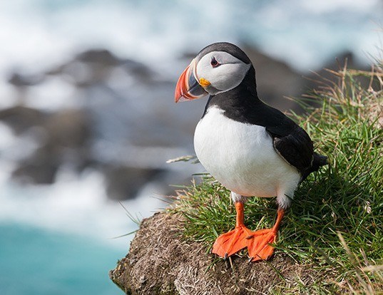 Picture of a atlantic puffin (Fratercula arctica)
