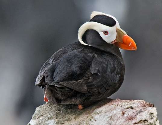 Picture of a tufted puffin (Fratercula cirrhata)