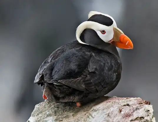 Picture of a tufted puffin (Fratercula cirrhata)