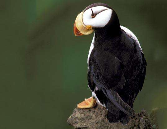 Picture of a horned puffin (Fratercula corniculata)