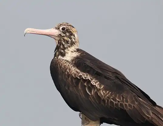 Picture of a christmas island frigatebird (Fregata andrewsi)