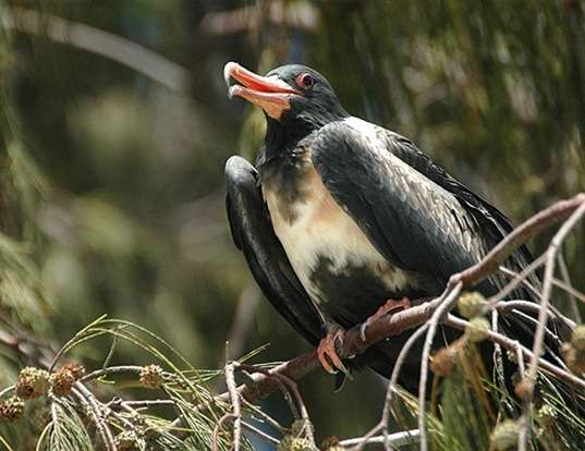 Picture of a lesser frigatebird (Fregata ariel)